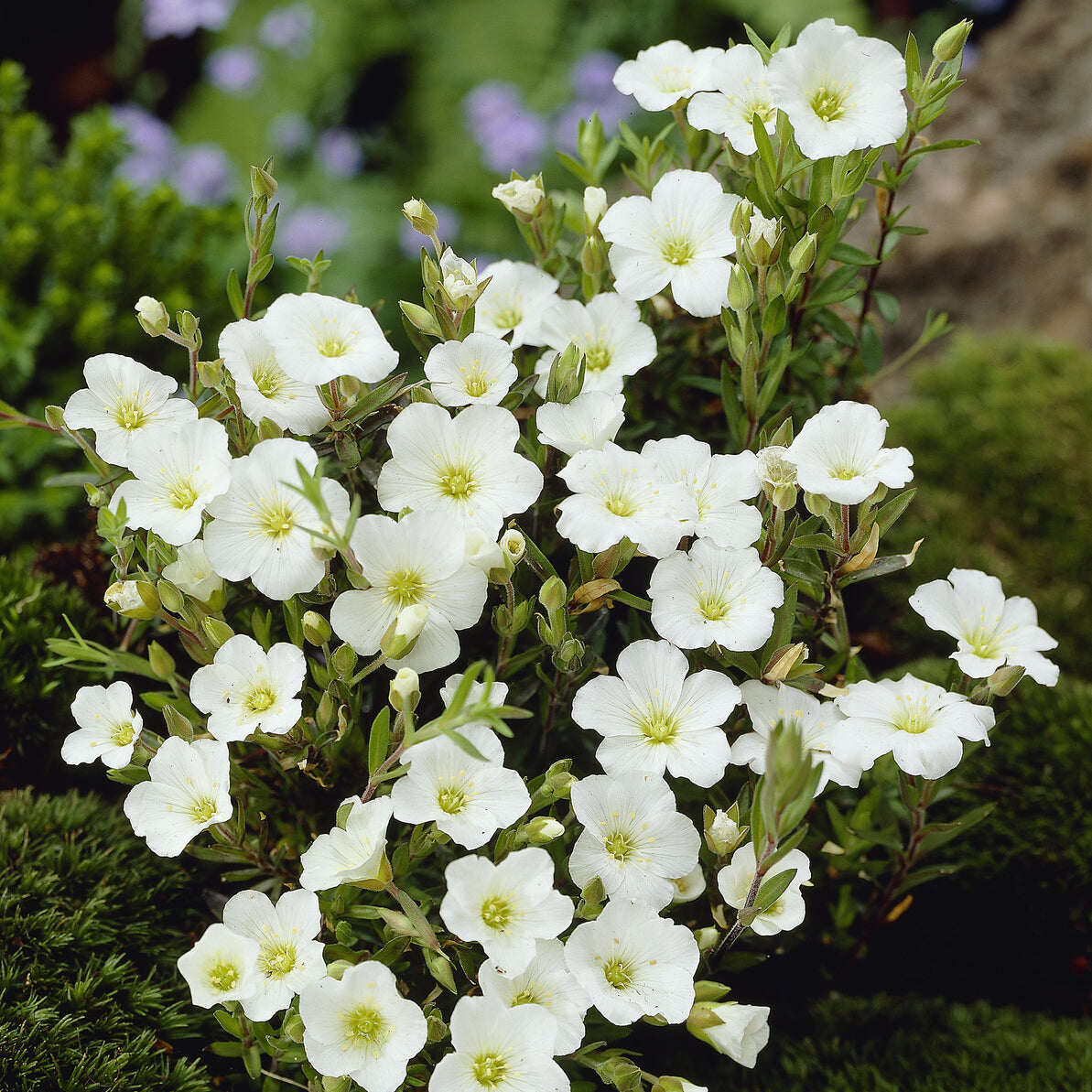 Bakker Sabline des Montagnes vivace 2 pots Ø 9cm blanc
