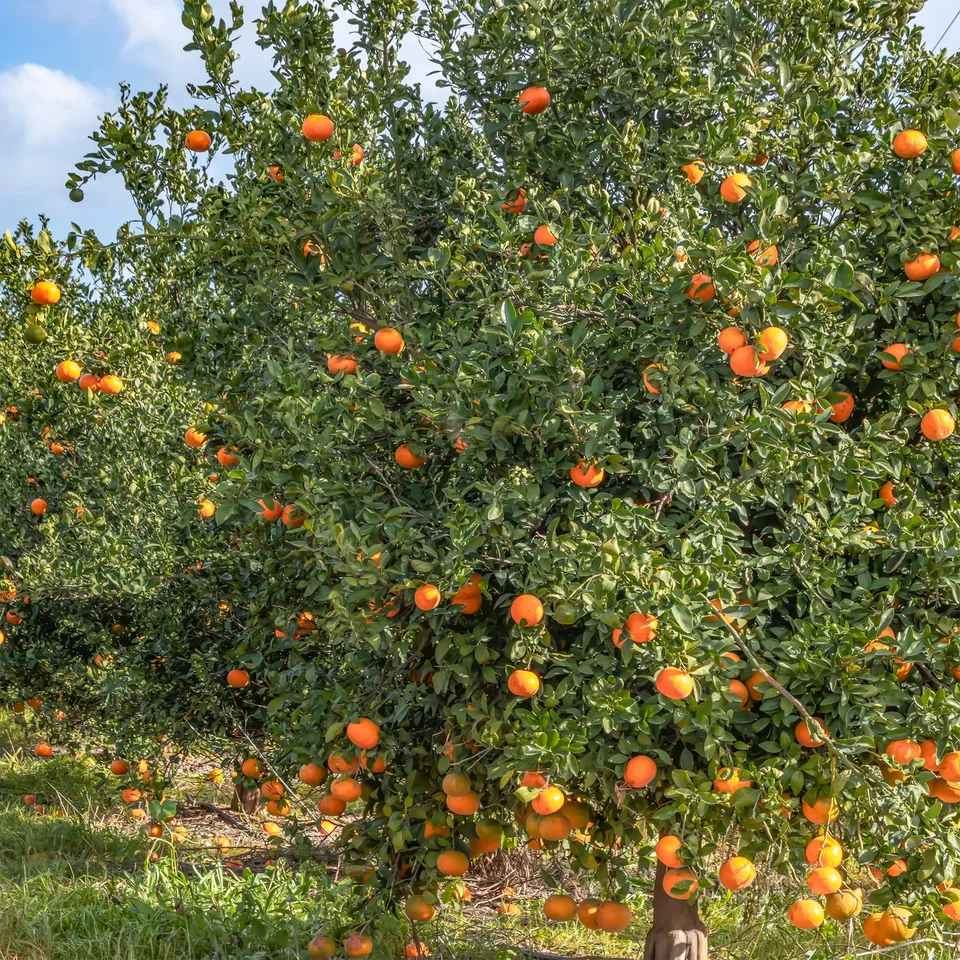 Bakker Fruitiers Mandarinier agrume en pot Ø 12cm 15-20cm