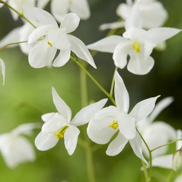 Bakker Epimedium Niveum fleur des elfes blanche pot 9cm