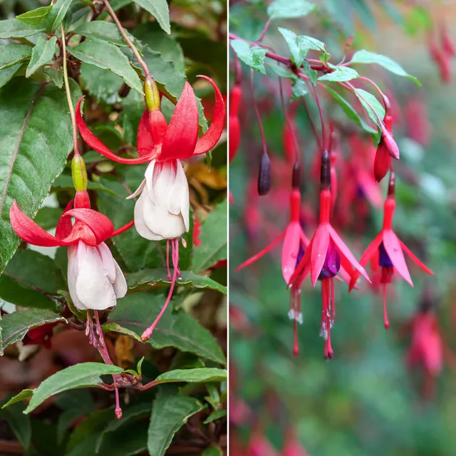 Bakker Fuchsias rustiques mélange terrasse 6 pots 9cm