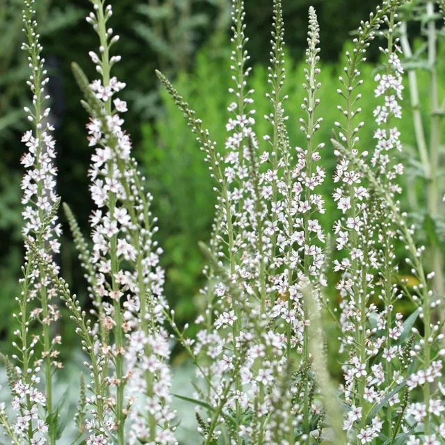 Bakker Lysimaque ephémère vivace pot 8 cm blanc