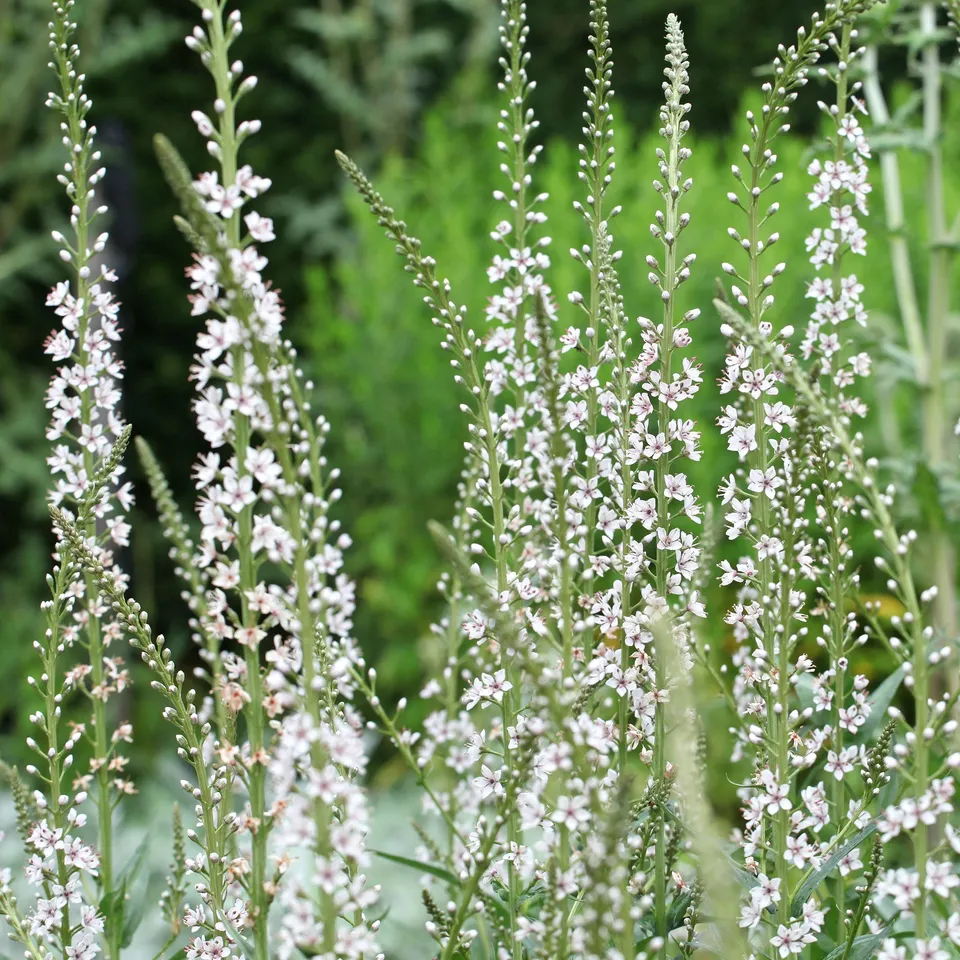 Bakker Lysimaque ephémère vivace pot 8 cm blanc