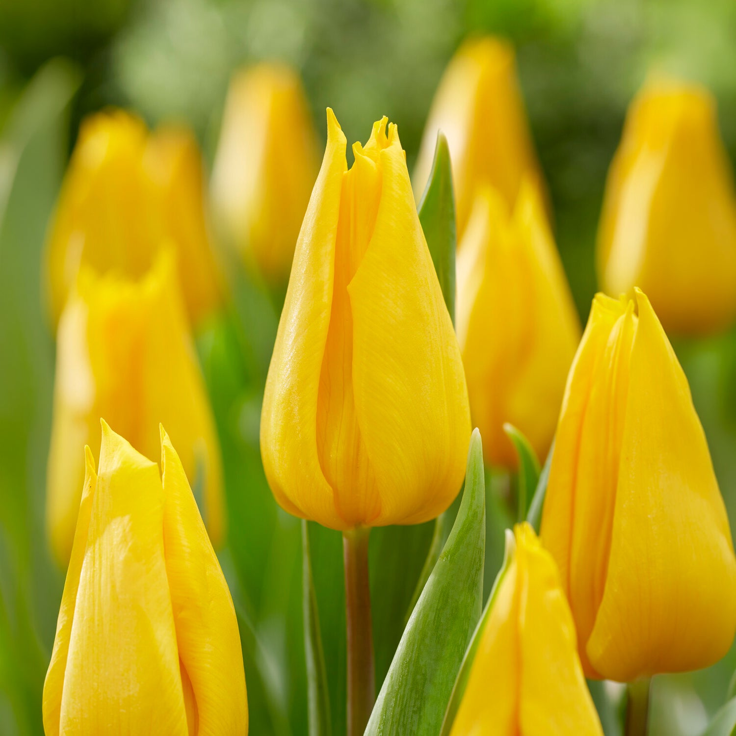 Bakker Tulipe Triomphe Yokohama bulbes sachet 10 jaune