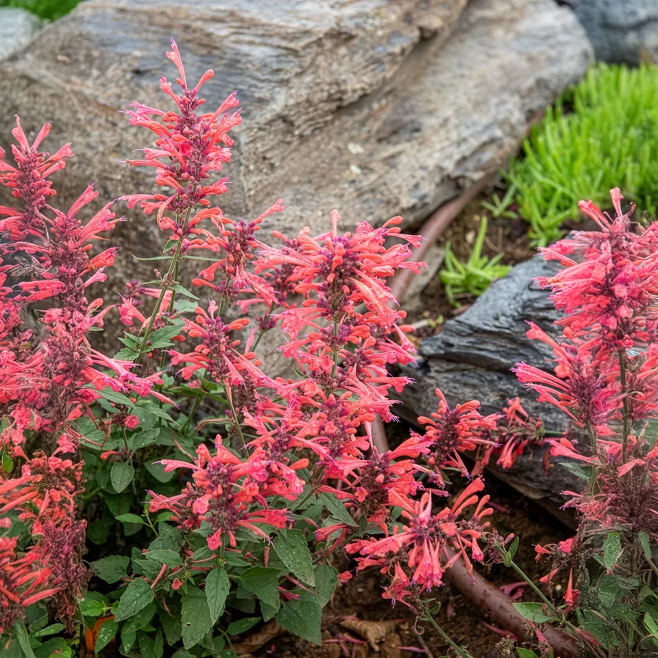 Bakker Agastache Kudos Coral plante vivace pot 9cm corail