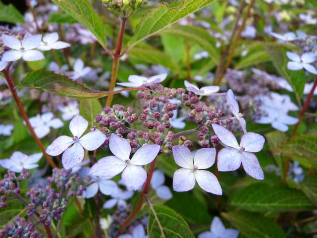 Les Hortensias du Haut Bois Otsu Hime Hydrangea serrata hortensia nain rose