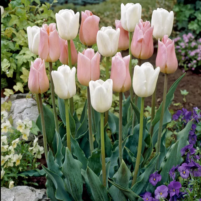 Bakker Tulipes Sweet Candy bulbes sachet 10 rose pastel