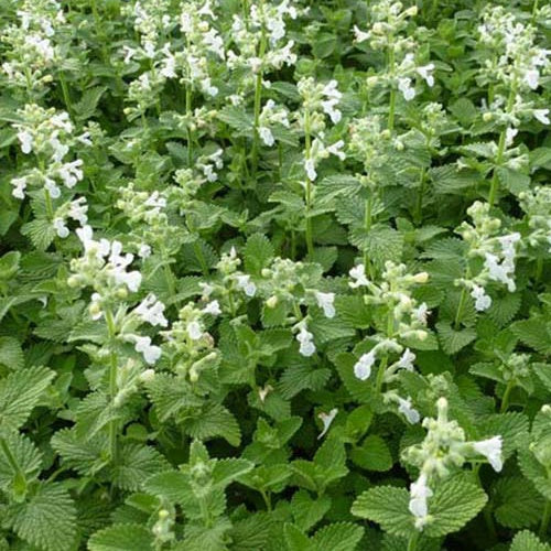 Bakker Snowflake népéta plante vivace pot 9cm fleurs blanches