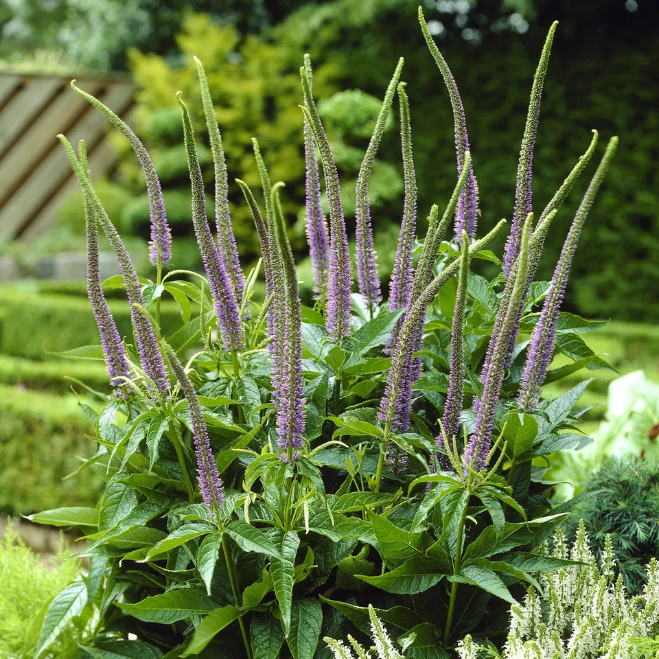 Bakker Apollo véronique vivace pot Ø9cm violet