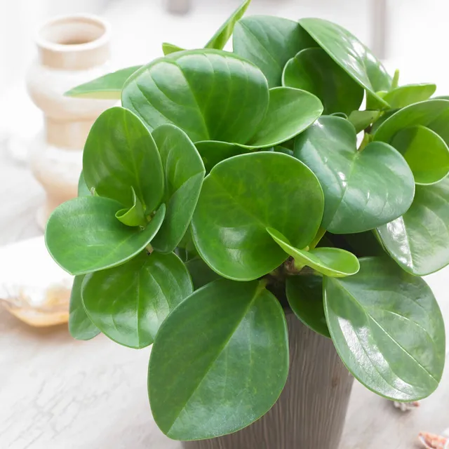 Bakker Peperomia Green plante verte pot 9cm 20-25cm