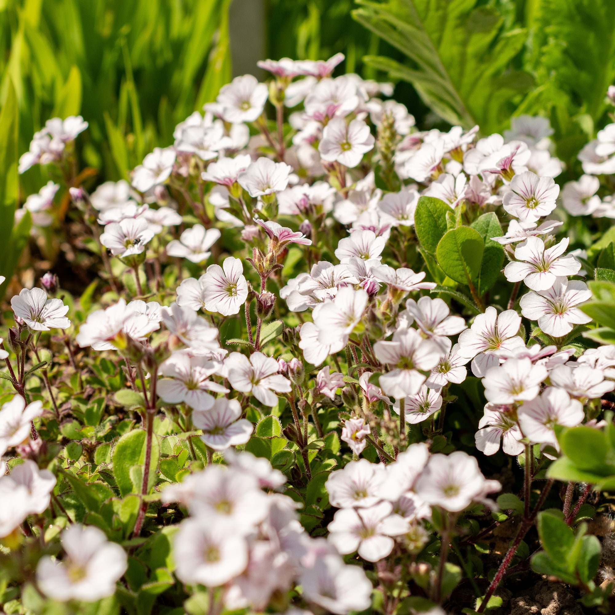 Bakker Gypsophile en coussin vivace pot 9cm fleur blanche