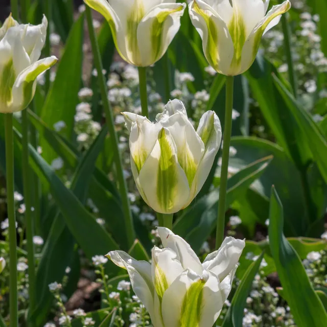 Bakker Bulbes à fleurs Tulipe Greenstar bulbe fleur blanche 10 bulbes