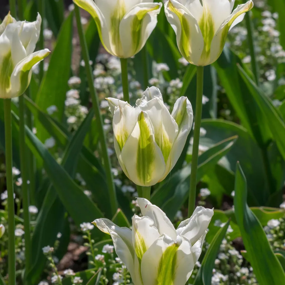 Bakker Bulbes à fleurs Tulipe Greenstar bulbe fleur blanche 10 bulbes