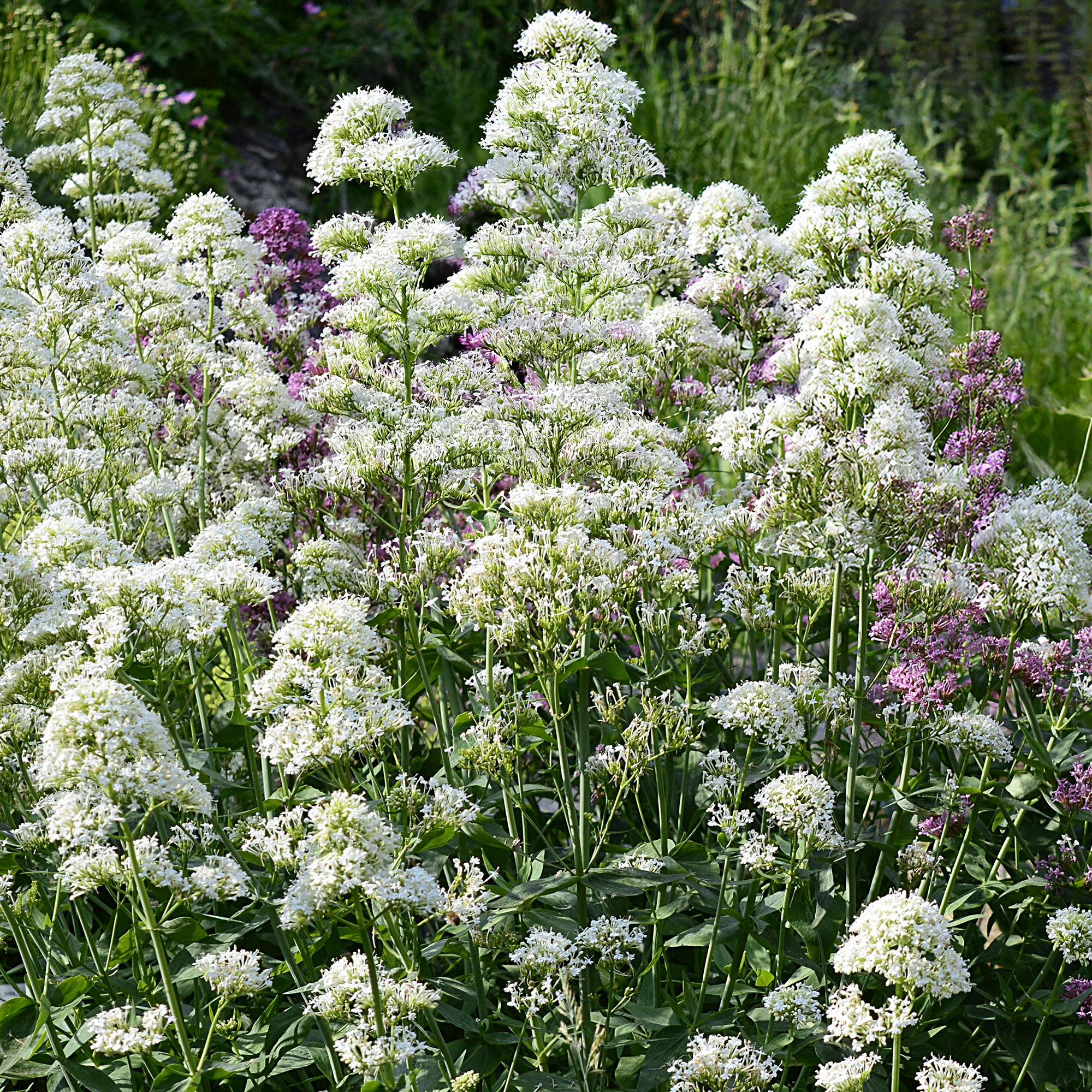 Bakker Valériane blanche vivace pot 9cm muret