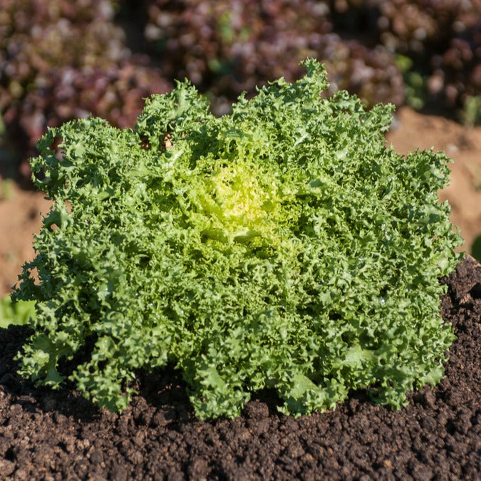 Bakker De Ruffec chicorée frisée sachet 4g rustique