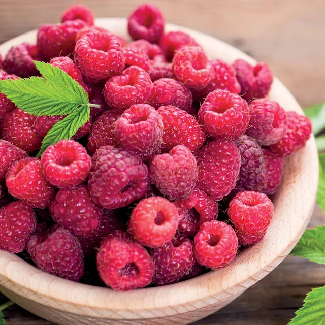 Bakker Framboisiers Paris remontant fruitier rouge x2