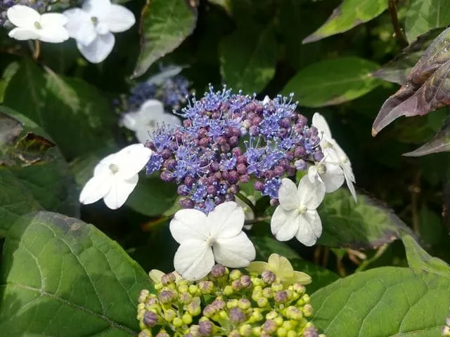 Hortensias du Haut Bois Johan hortensia serrata godet