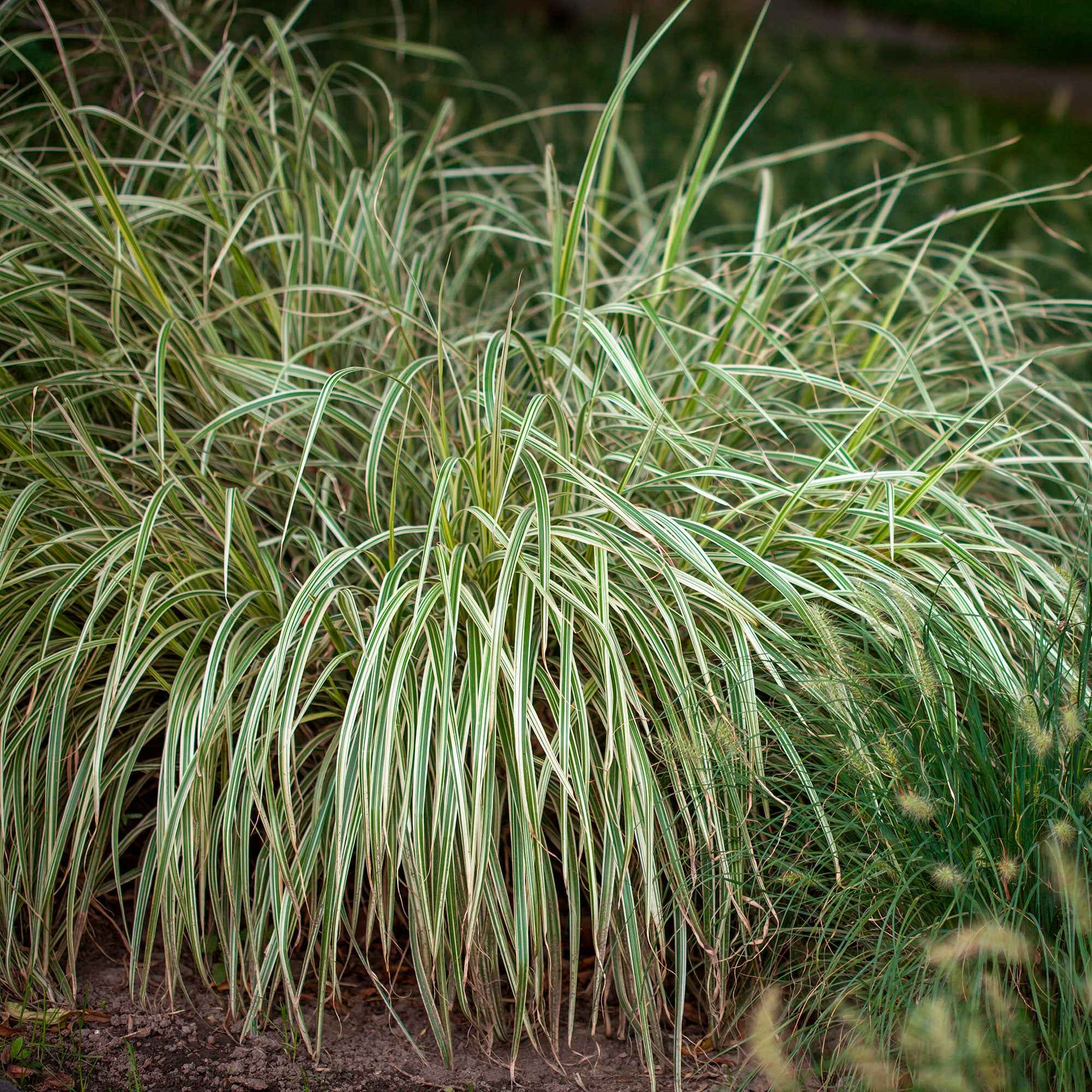 Bakker Laîche du Japon panachée Carex plante pot Ø9cm lot de 2