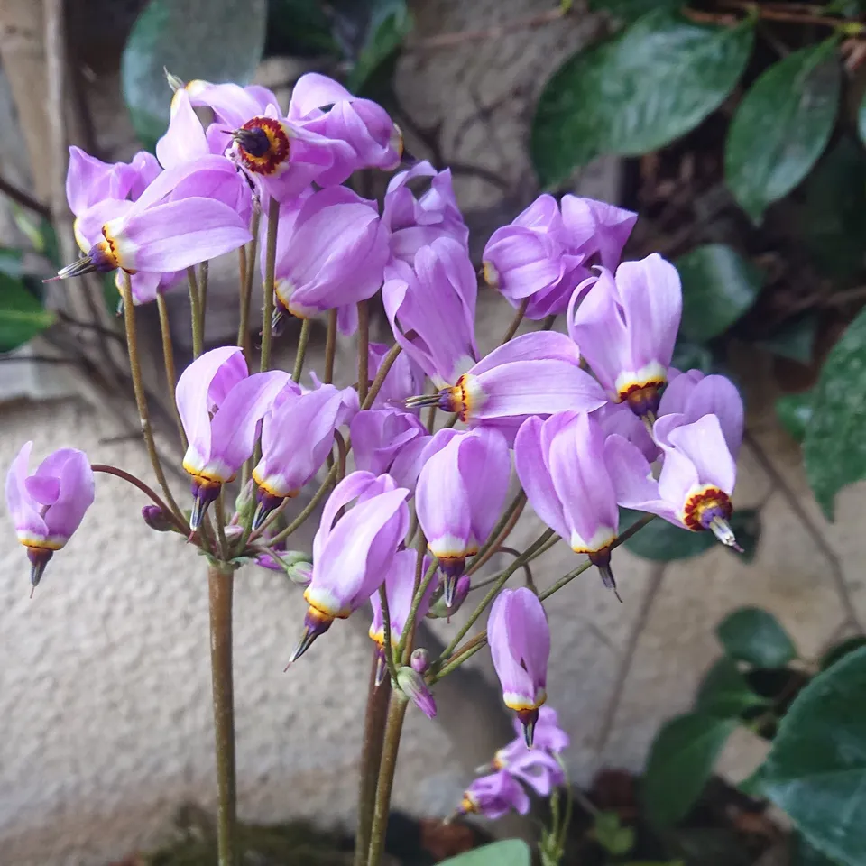 Passion Vivaces Dodecatheon media Goliath plante pot 1 litre rose lilas