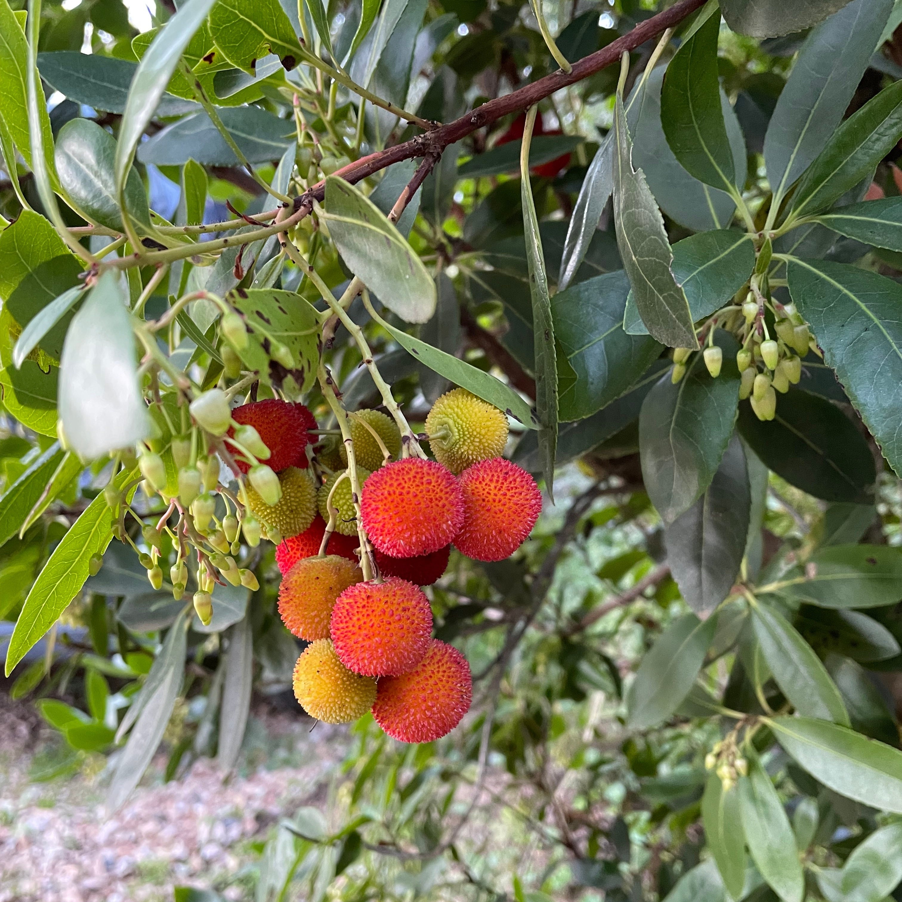 Bakker Arbousier Atlantic fruitier pot fruits rouges