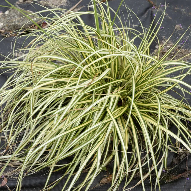 Bakker Carex Evergold laîche 2 pots Ø 9cm persistante