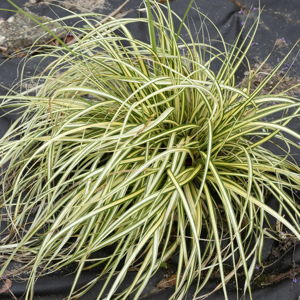 Bakker Carex Evergold laîche 2 pots Ø 9cm persistante