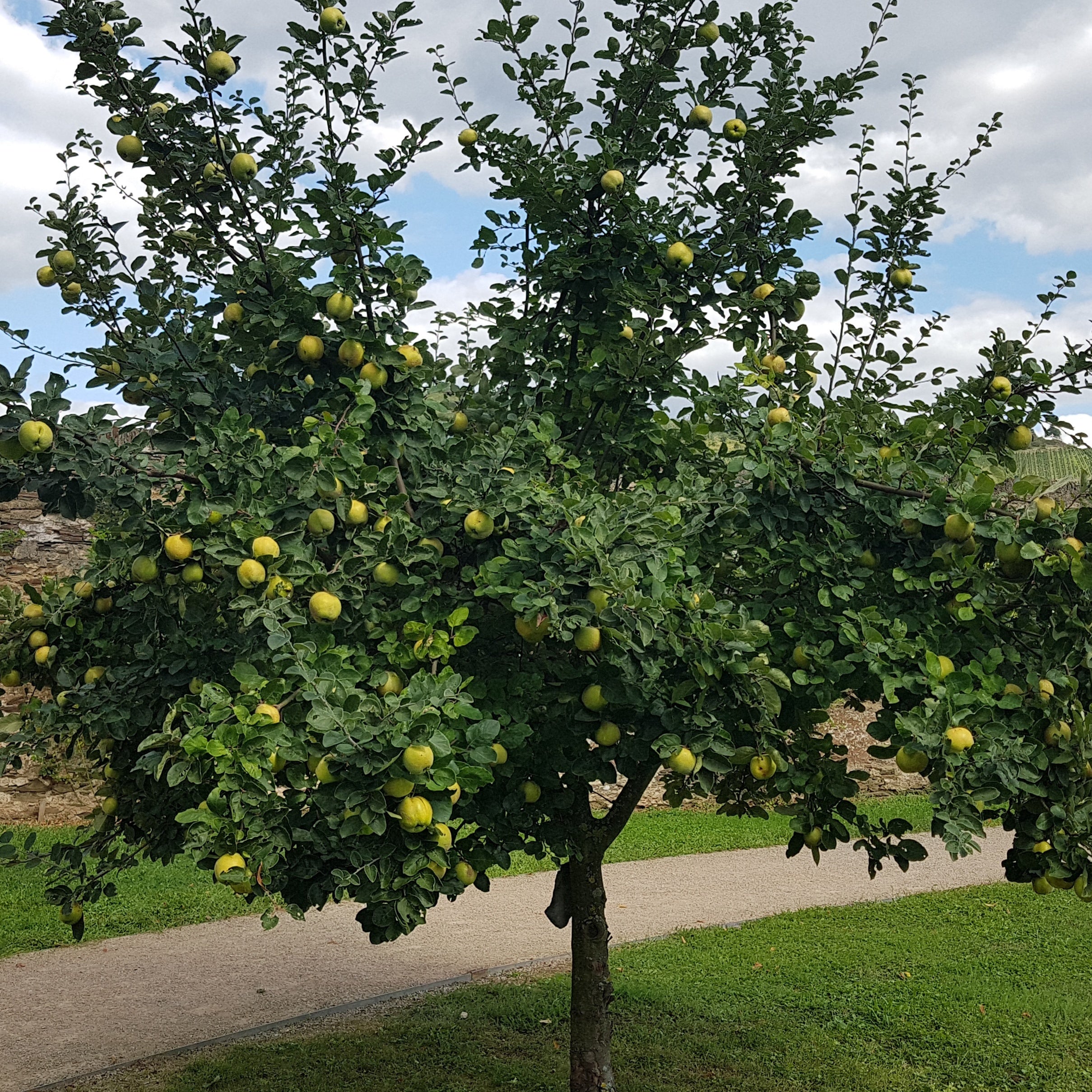 Bakker Cognassier arbre fruitier pot 3L 80-100cm