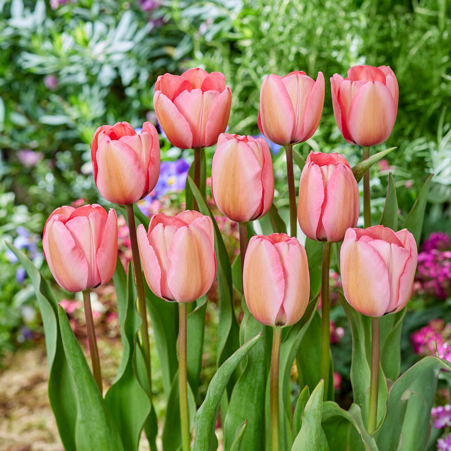 Bakker Bulbes à fleurs Pink Impression tulipe 10 bulbes rose