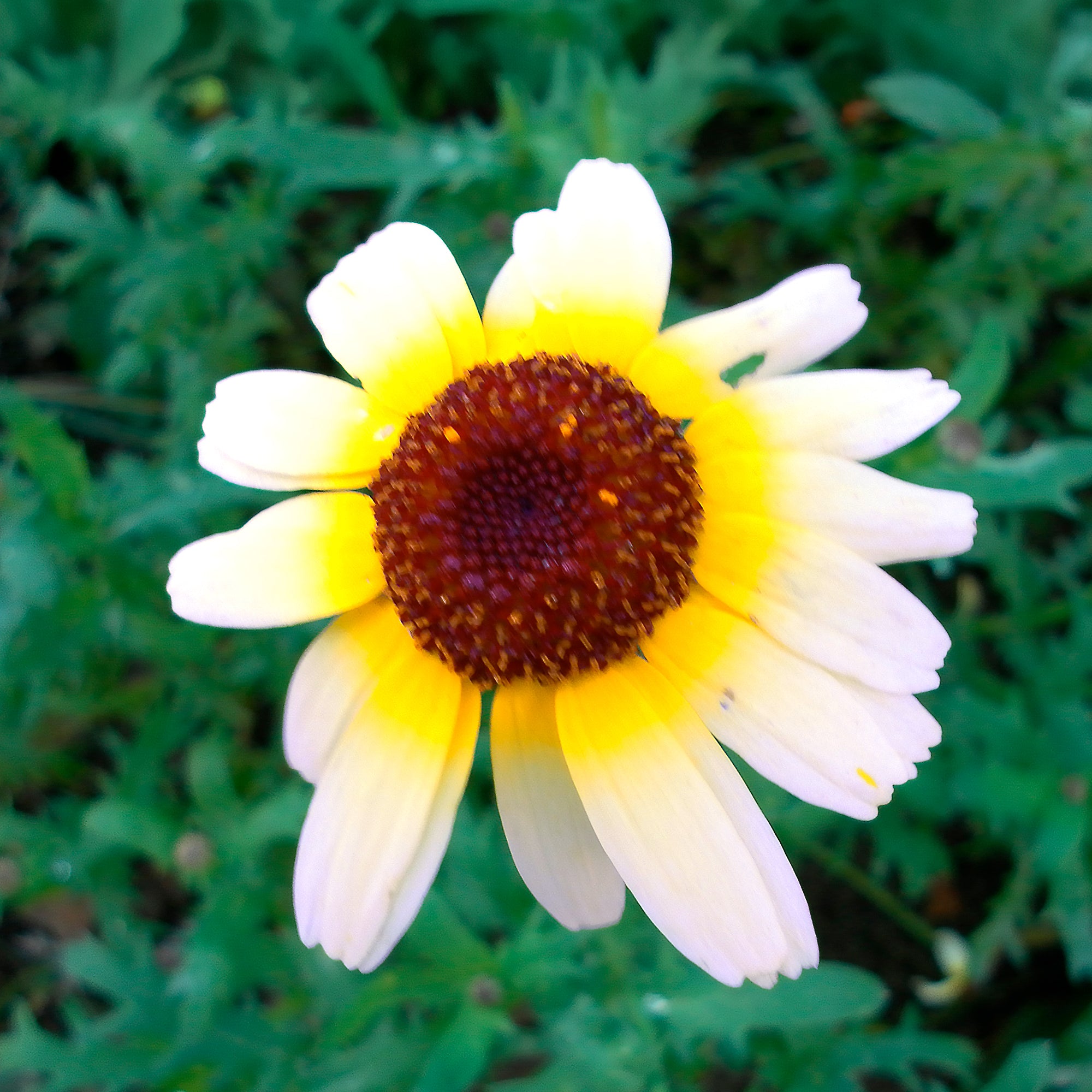 Bakker Chrysanthème Polar Star graines 1 g fleurs blanches