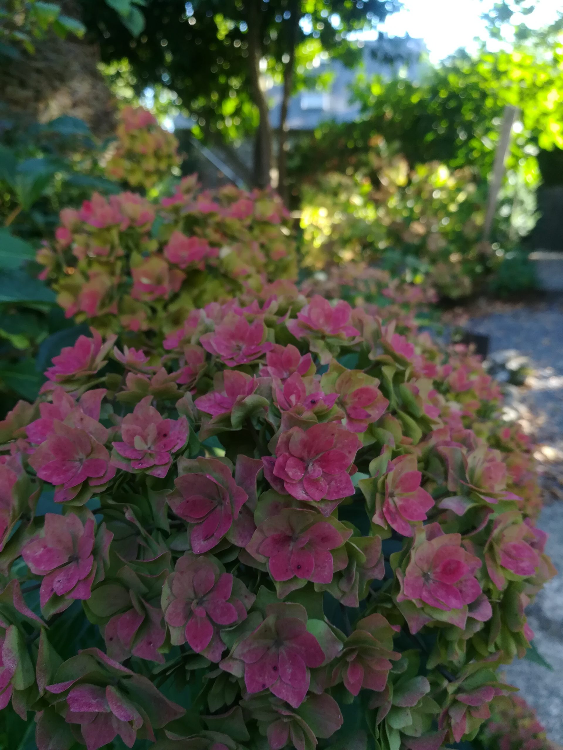 Les Hortensias du Haut Bois You and Me Together hortensia double