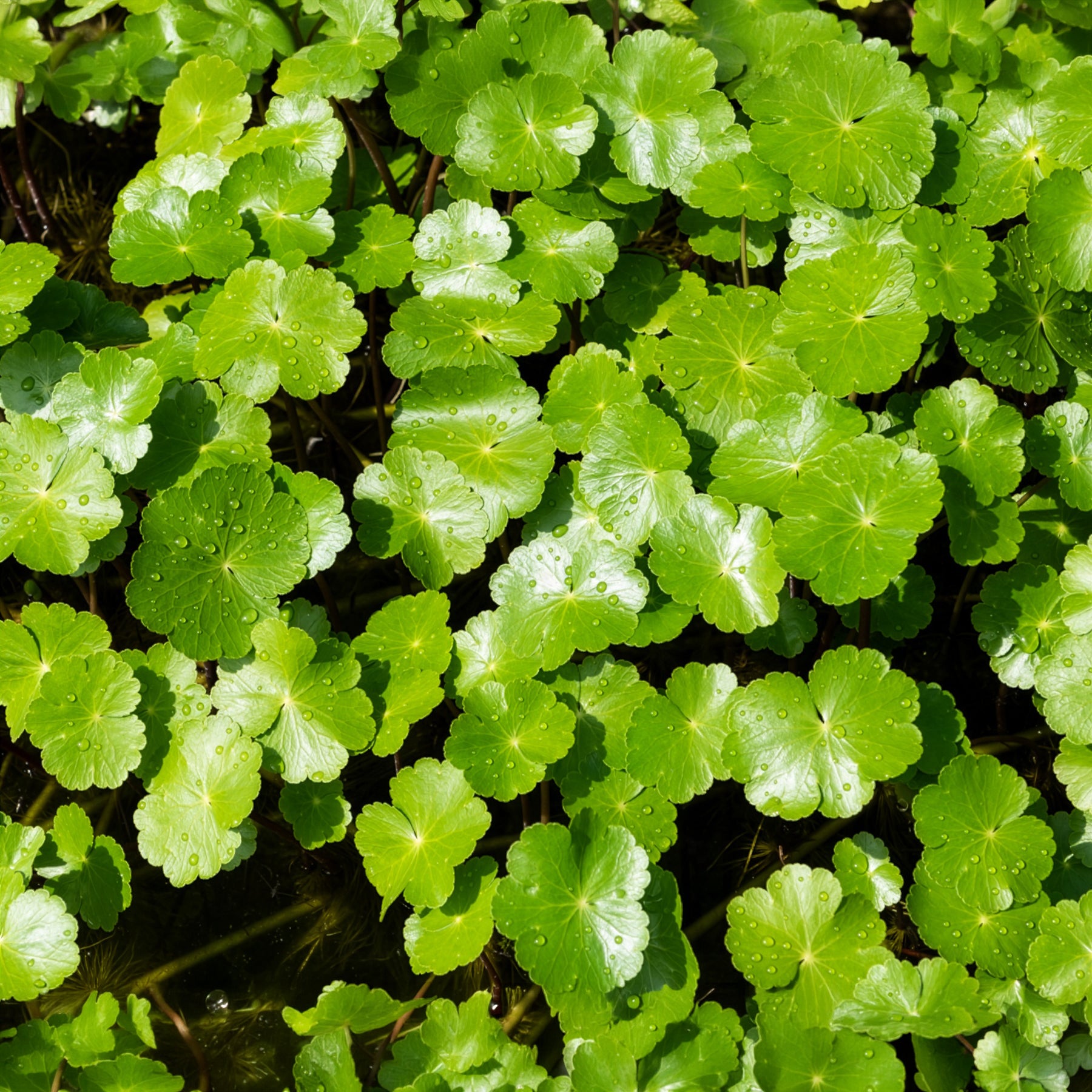 Bakker Extérieur Écuelle d'eau Herbe patagons pot 9cm