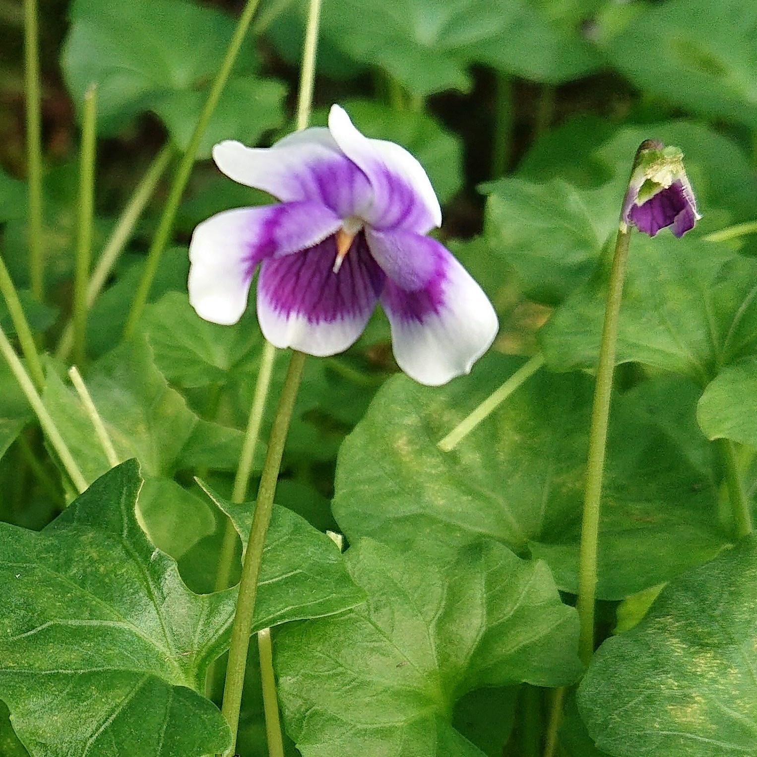 Passion Vivaces VIOLA hederacea plante vivace pot 1L fleur bicolore