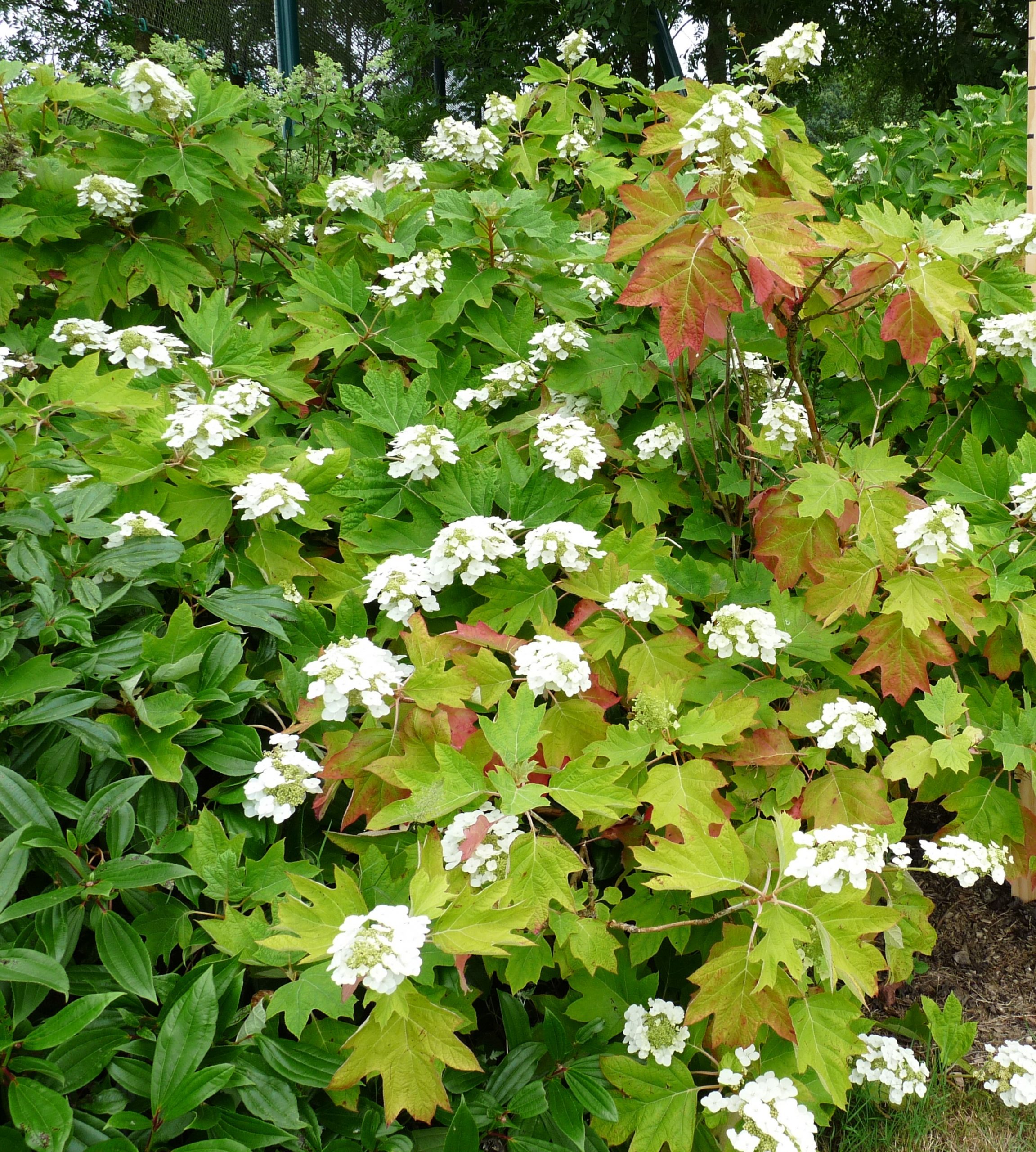 Les Hortensias du Haut Bois Alice hortensia de jardin godet