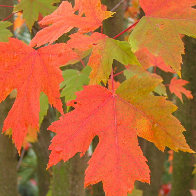 Bakker Autumn Blaze Érable de Freeman pot 60-80cm rouge