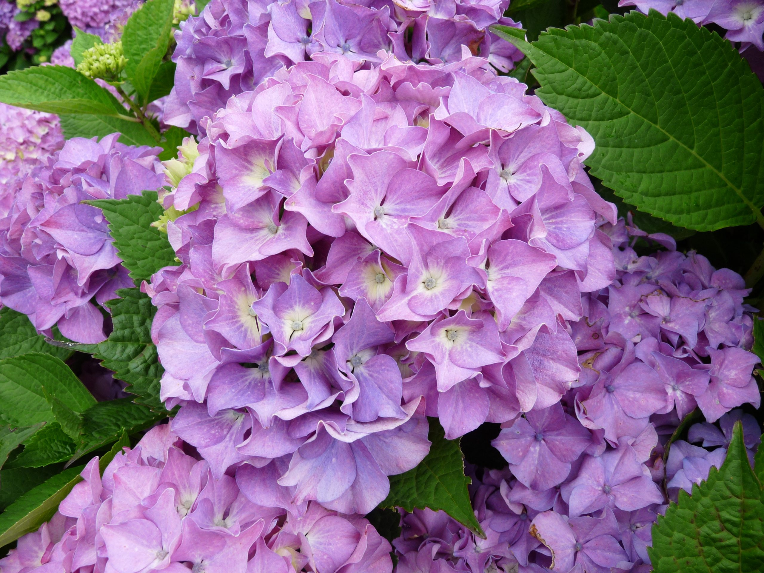 Les Hortensias du Haut Bois Hydrangea macrophylla Land Express hortensia rose