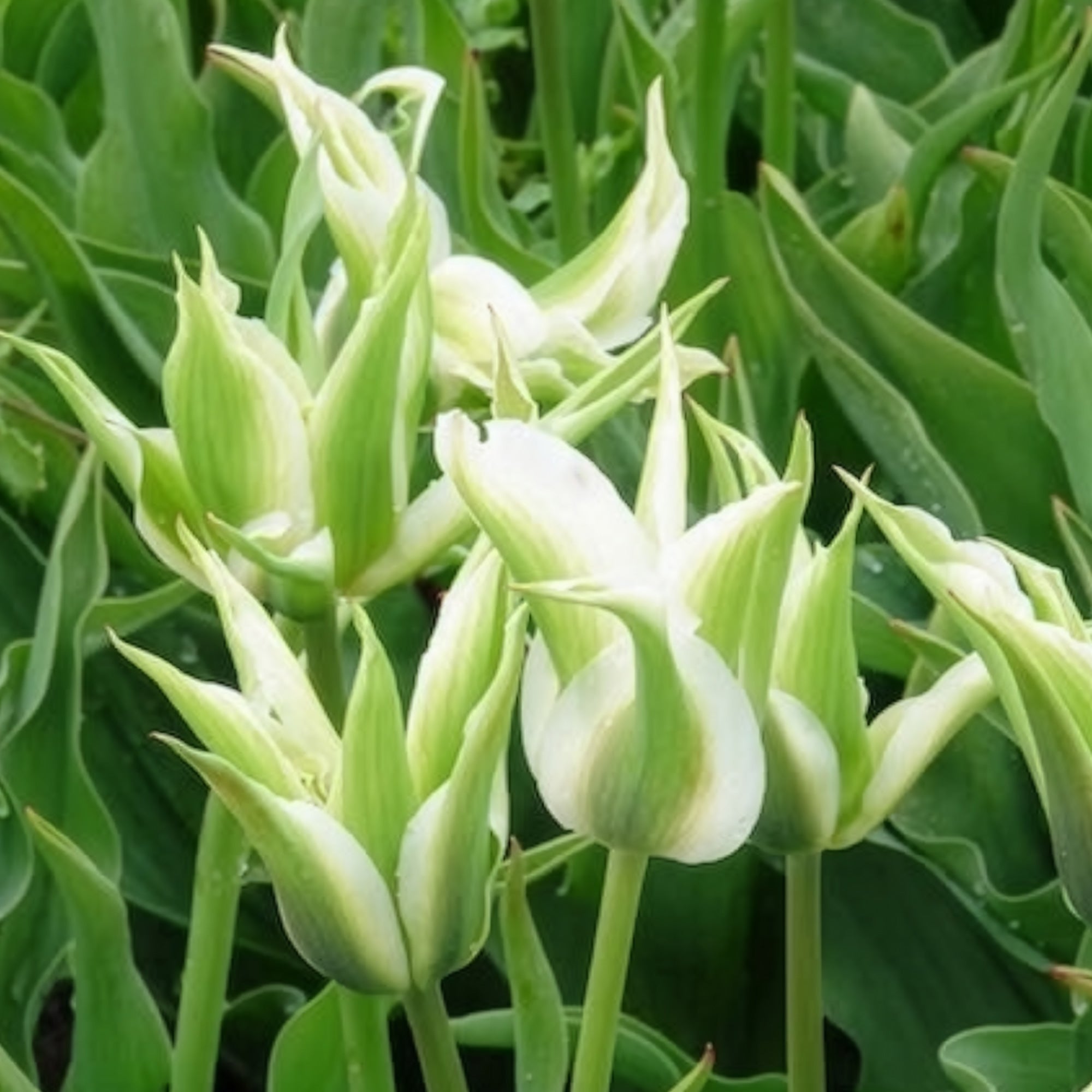 Bakker Bulbes à fleurs Tulipe Greenstar bulbe fleur blanche 10 bulbes