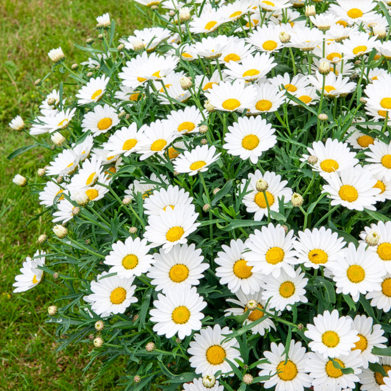 Bakker Marguerite des Canaries plante pot 10,5cm fleurs blanches