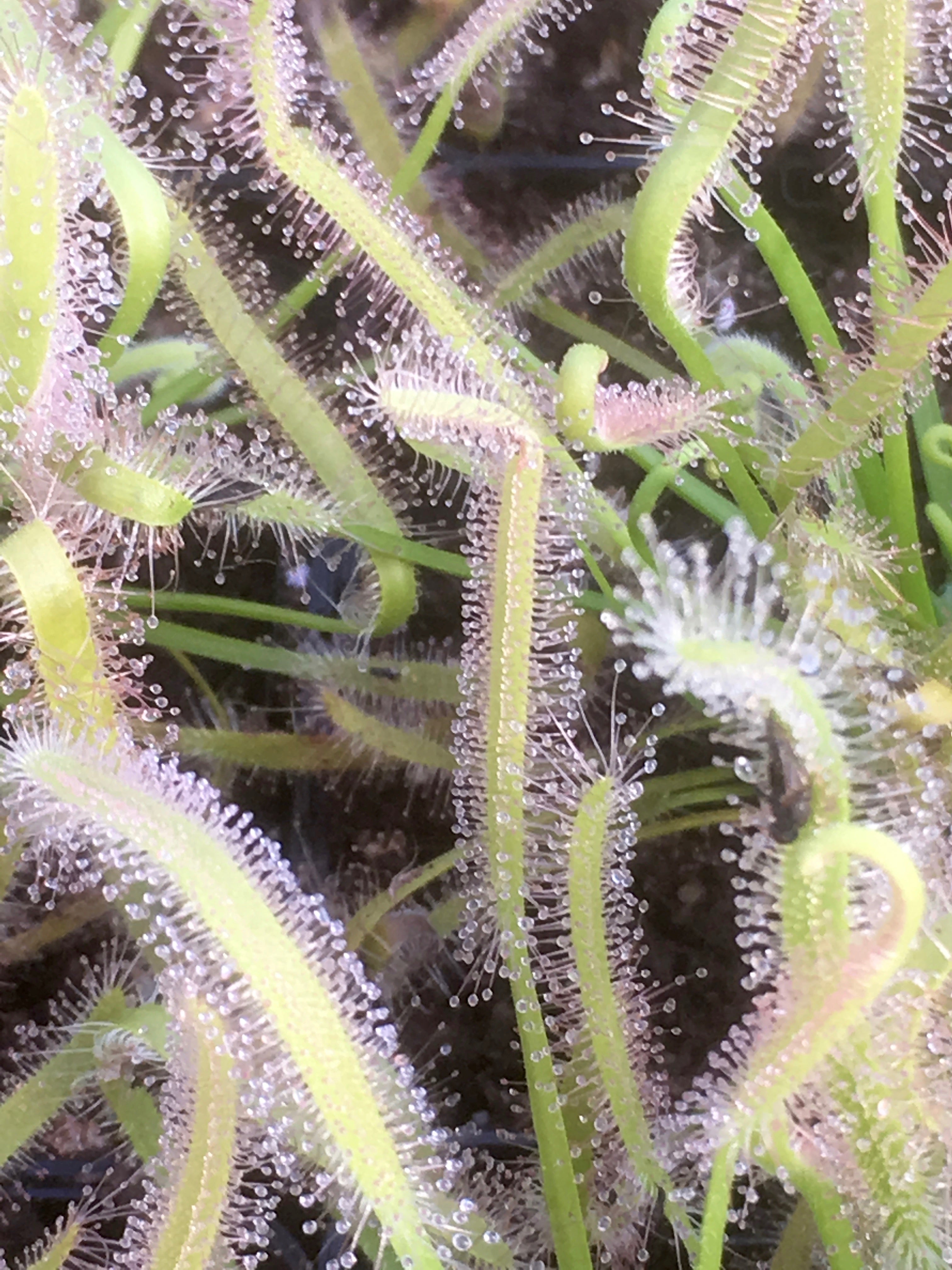 Carniflore Drosera capensis Albino plante carnivore pot 9cm
