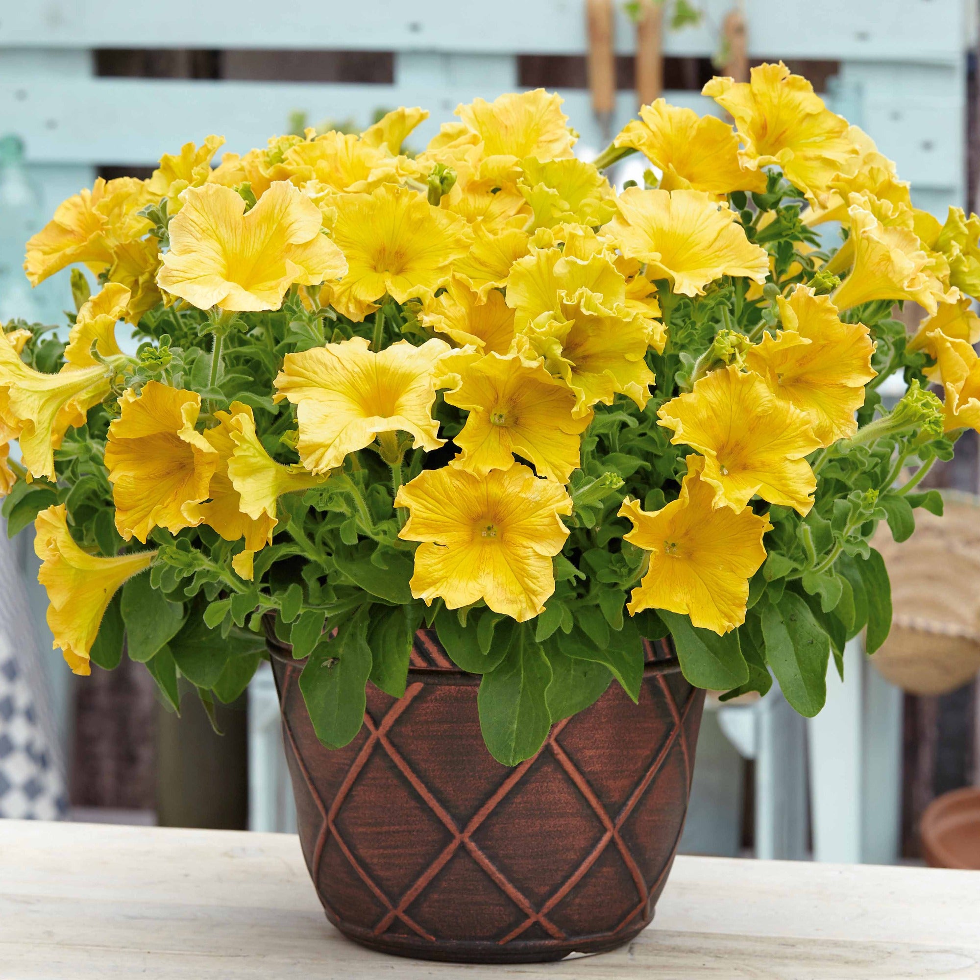 Bakker Balcon Pétunias géants jaunes 3 pots Ø 10.5cm