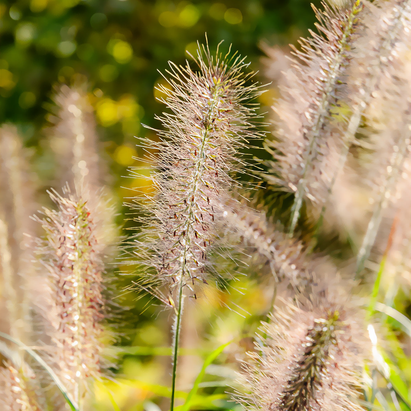 Bakker Plantes extérieur Pennisetum Moudry graminée pot 9cm violet