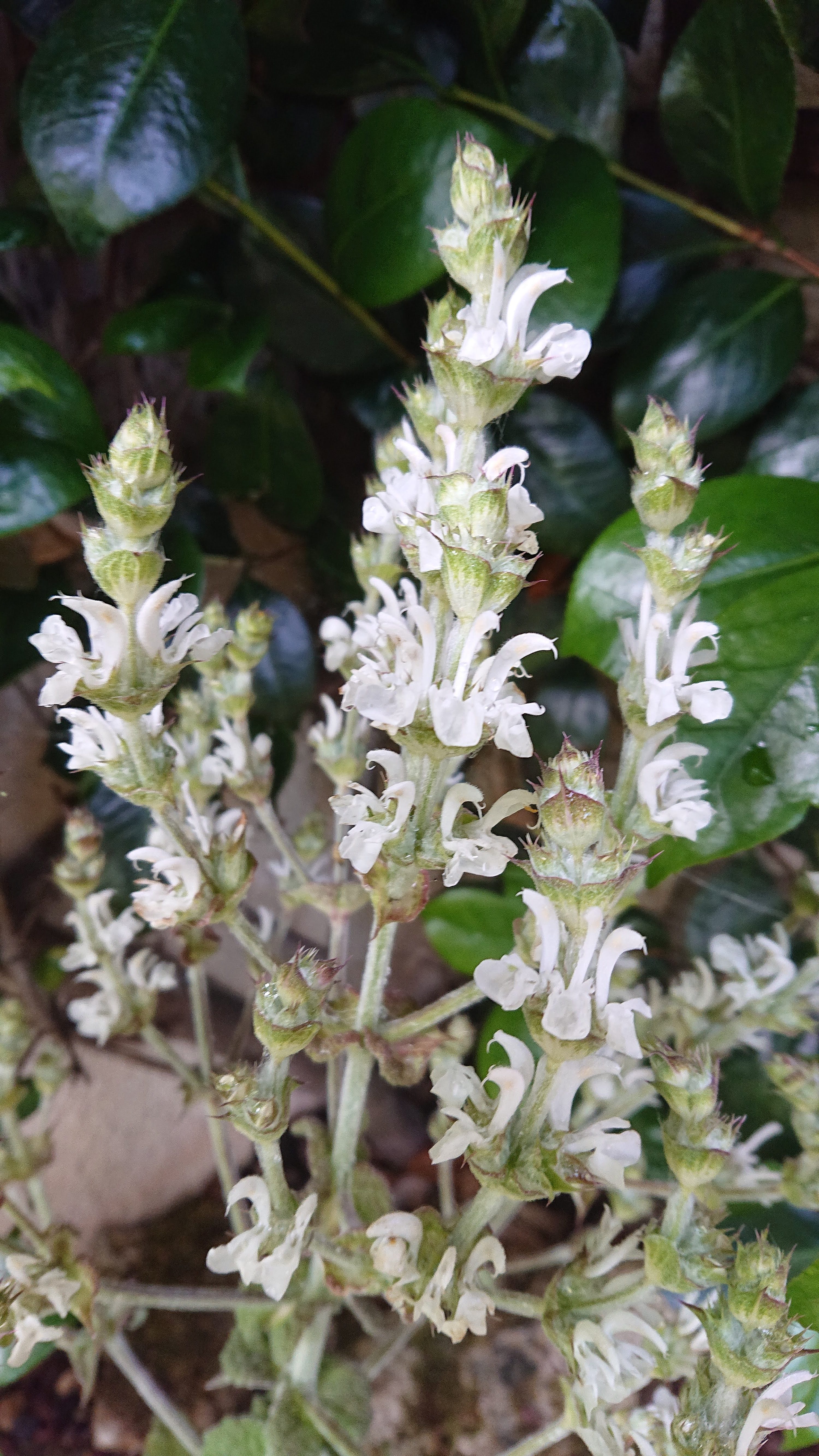 Passion Vivaces Salvia aethiopis sauge blanche godet