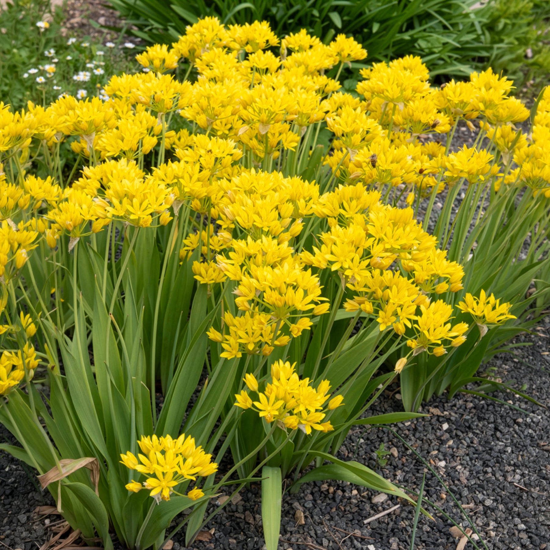 Bakker Allium doré bulbes sachet 50 bulbes jaune 25cm