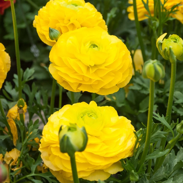 Bakker Renoncules jaunes sachet 10 bulbes fleur coupée