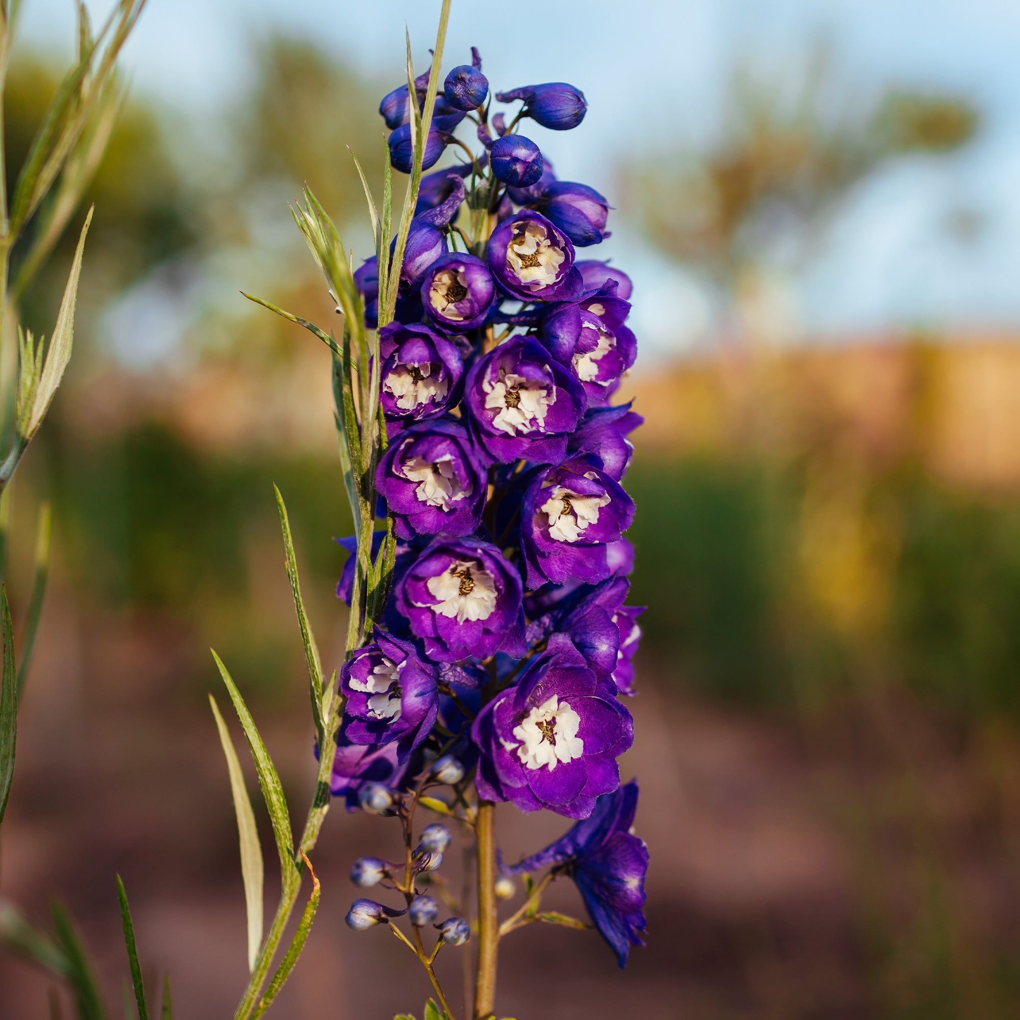 Bakker Delphinium King Arthur vivace pot Ø 9cm violet
