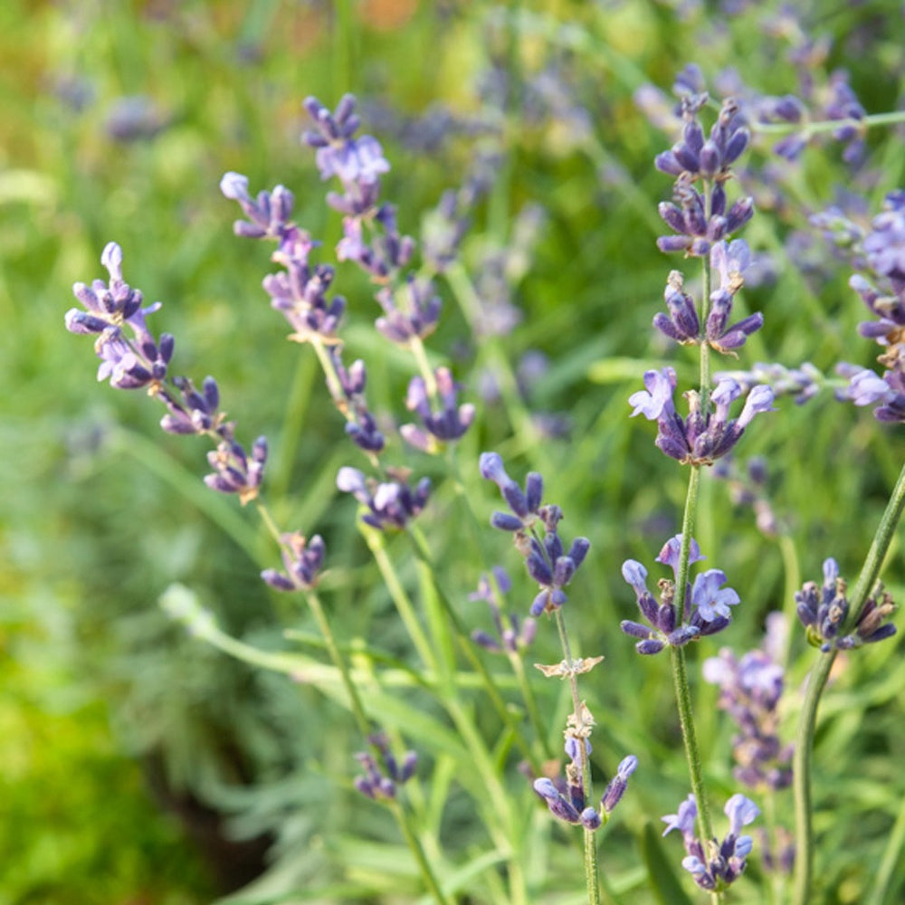 Bakker Lavande vraie Munstead pot 2L violette rustique