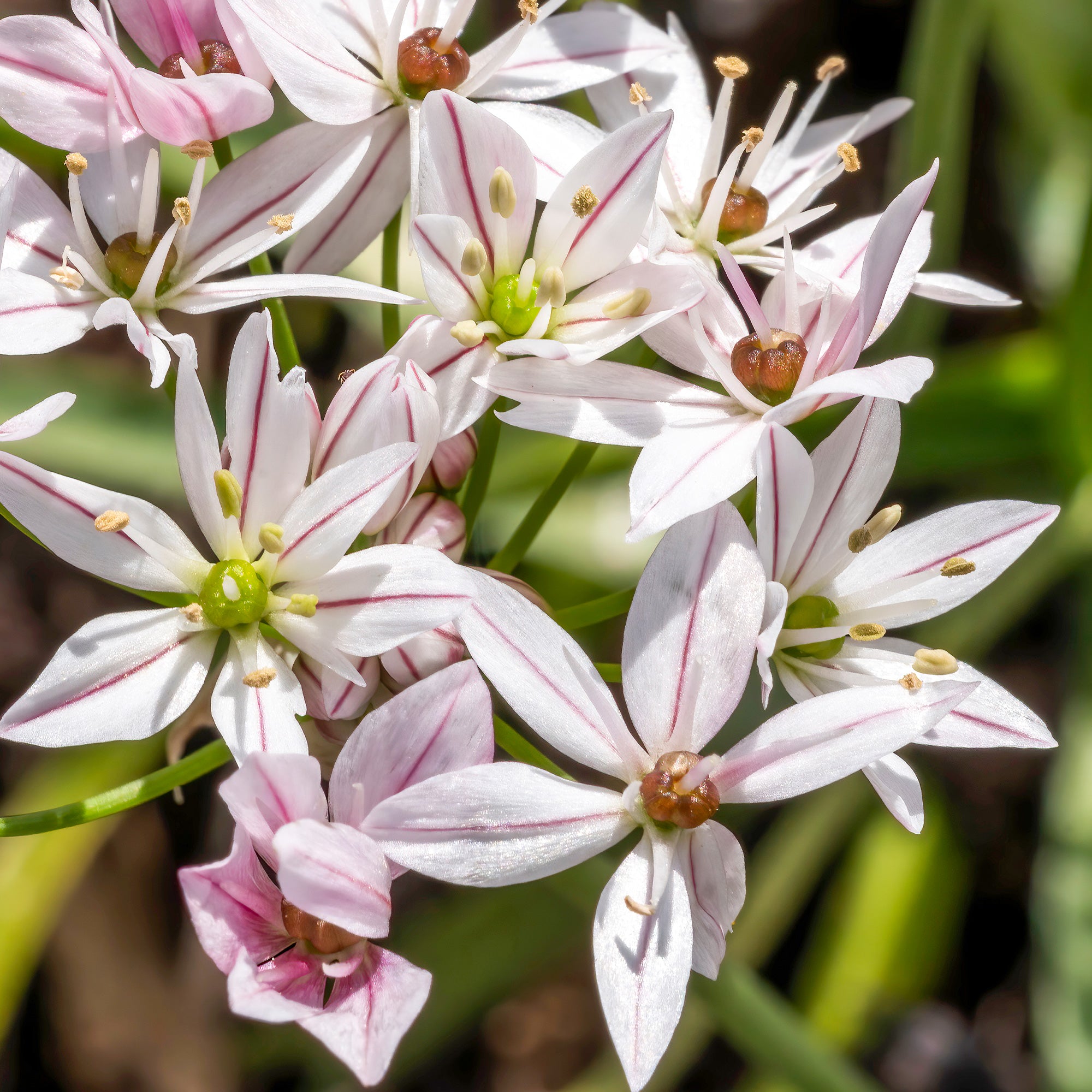 Bakker Bulbes Tulipes Ice Cream Alliums bulbes sachet de 15