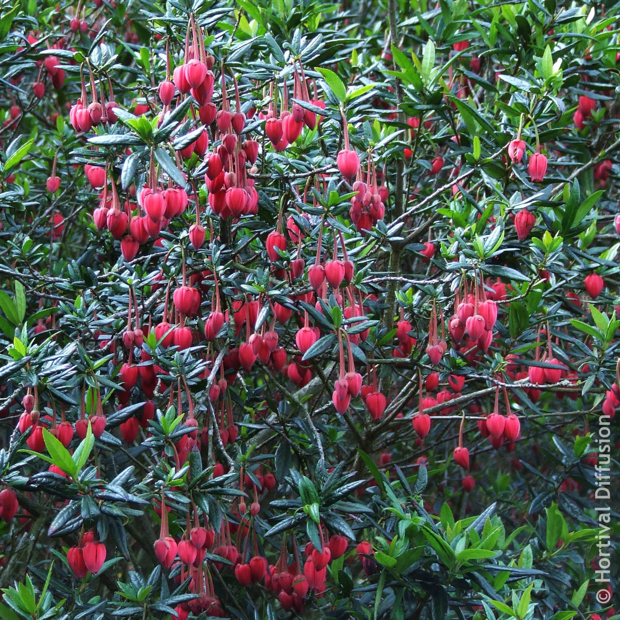 Bakker Crinodendron Hooker arbuste pot 4,5L fleurs rouges