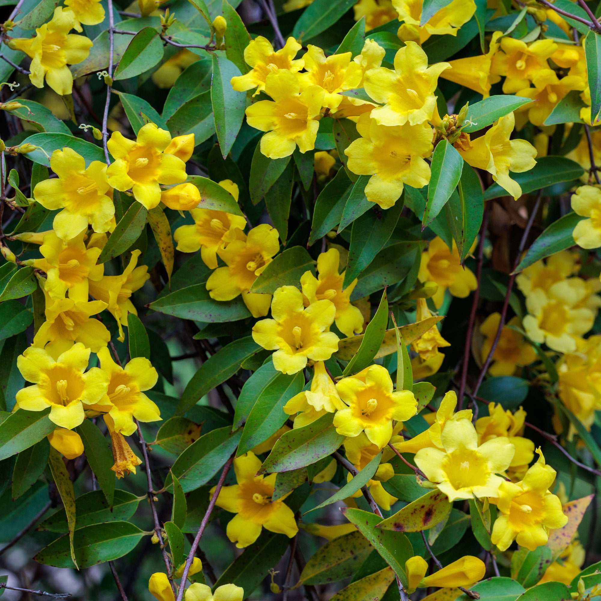 Bakker Gelsemium sempervirens jasmin jaune pot Ø9 cm