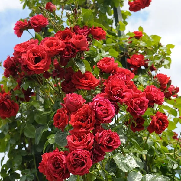 Bakker Rosier Sympathie grimpant racine nue 3+ branches rouge ADR