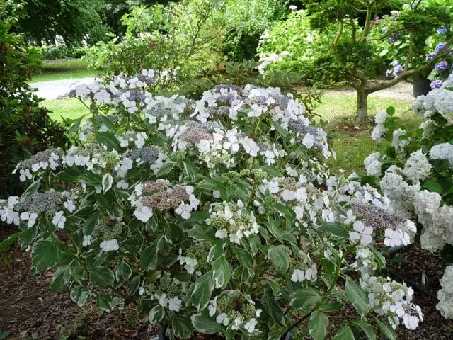 Les Hortensias du Haut Bois Tricolor hortensia plat panaché