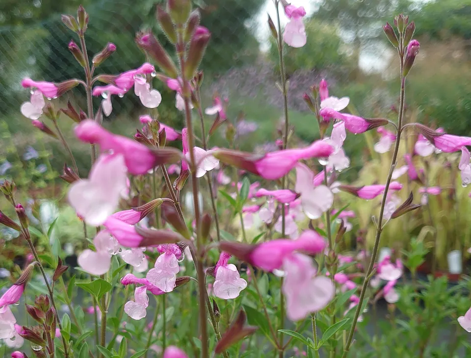 Passion Vivaces Salvia greggii Joy sauge arbustive pot 1L bicolore